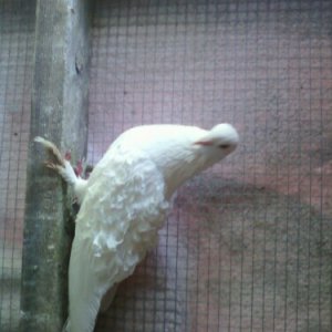 italian frillback female