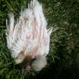 this months italian frillback/common street pigeon mix