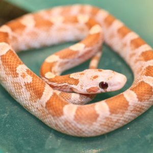 IMG_3913_Amber_Blood_Post_Shed_4_