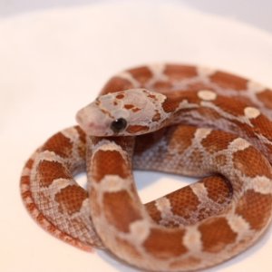 IMG_3913_Amber_Blood_Post_Shed_8_