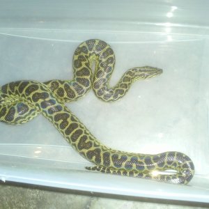 Yellow Anaconda