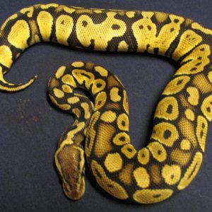 #3 pastel female