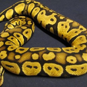#3 pastel female
