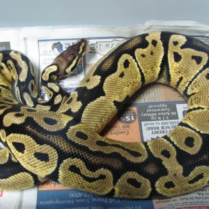 #1 pastel female