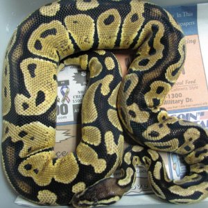 #1 pastel female