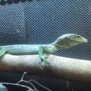 Green Tree Monitor