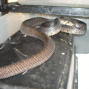 2009 female Drymarchon rubidus