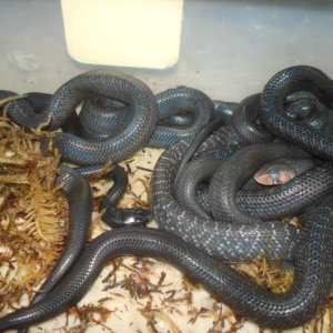 Drymarchon couperi