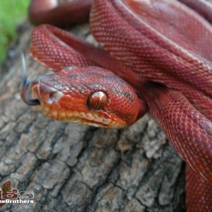 Slater (Male ATB)