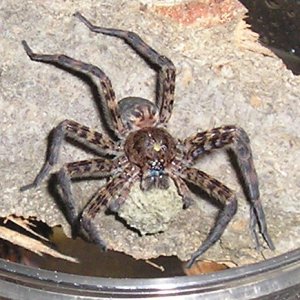 Basement dweller