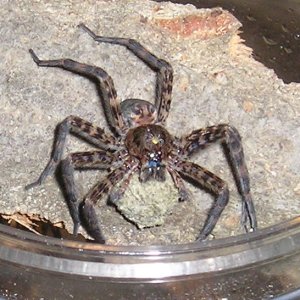 Basement dweller