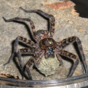 Basement dweller