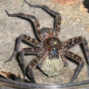 Basement dweller