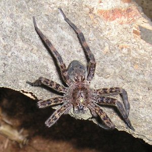 Basement dweller