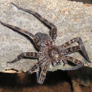Basement dweller
