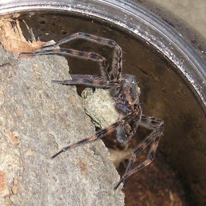 Basement dweller