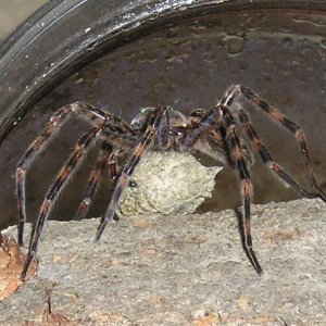 Basement dweller