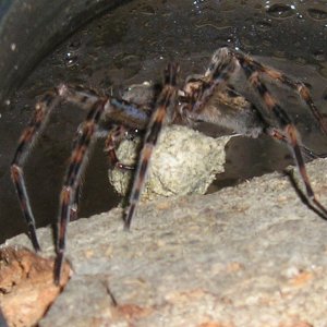 Basement dweller