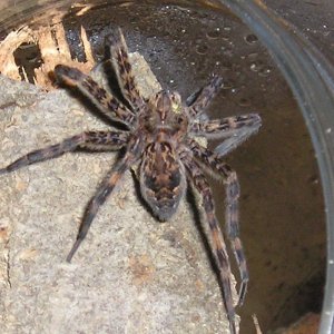 Basement dweller