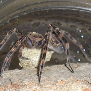 Basement dweller
