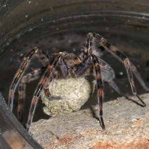 Basement dweller