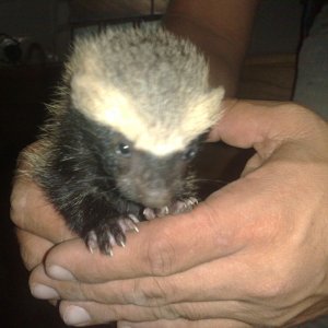 Rare Baby Grison
