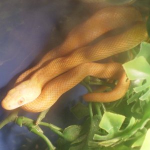 rat_snake_0021