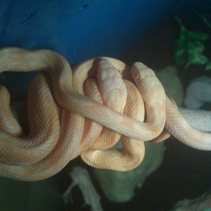 web_rat_pix