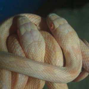 web_rat_pix_2