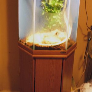 tank_and_stand