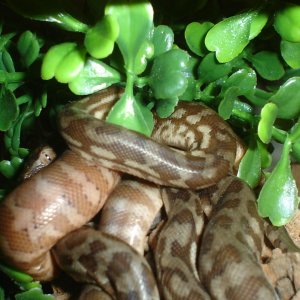 My very first babies!!