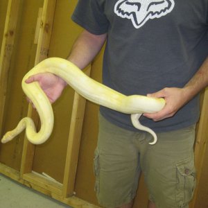 albino boa