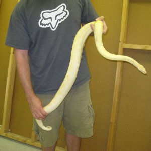 albino boa