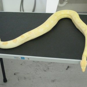 albino boa