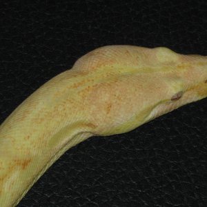 albino boa