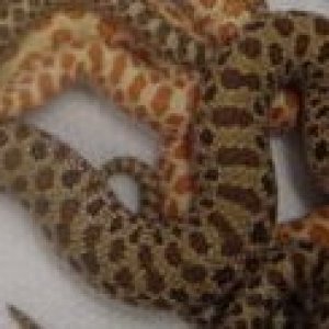 the one i want hognose