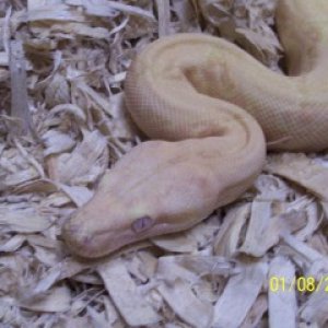 boas001_resized
