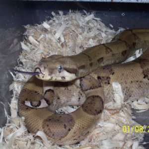 boas009_resized