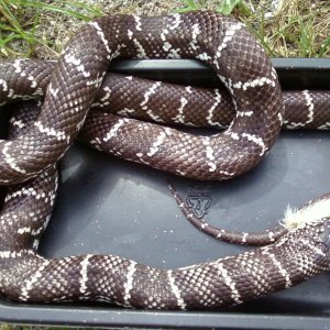 Female_Anery_Fl_X_Cal_1