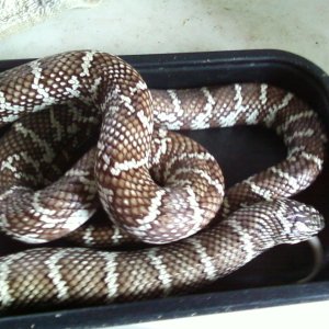 Male_Fl_X_Cal_1