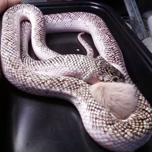 female_08_fl_w_s_1