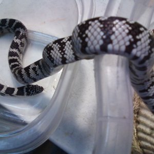 Anery_offspring_of_Fl_X_Cal_breeders1