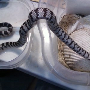 Anery_offspring_of_Fl_X_Cal_breeders2