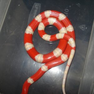 Albino Nelsons