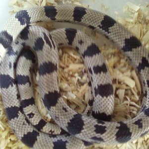 161rev_ptrn_Anery_Jurassic_breeder