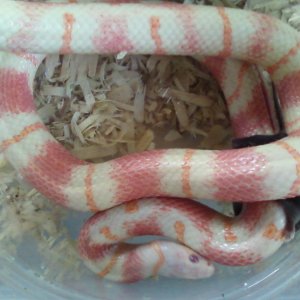 AlbinoJurassic_orange_bands_1