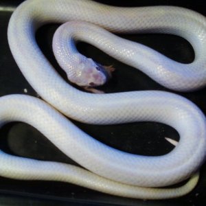 Photo174Male_07_SnowJurassic