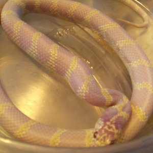 Photo187_JurassicXCal_king_het_anery_