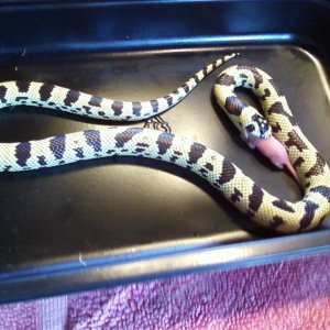 male_yellow_jurassic2