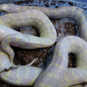 196_Alb_Fl_XCal_2nd_clutch-6eggs_